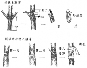 花卉繁殖(图4)