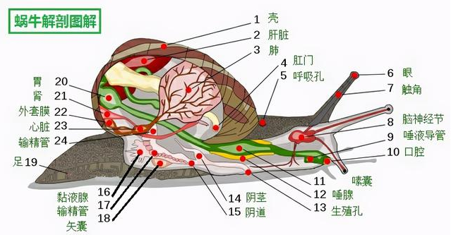 雌雄同体的动物(图7)
