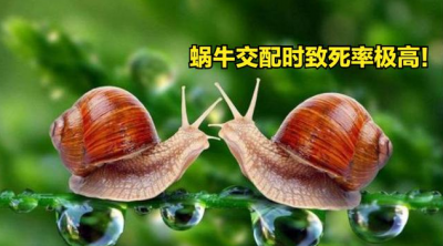 ​雌雄同体的动物