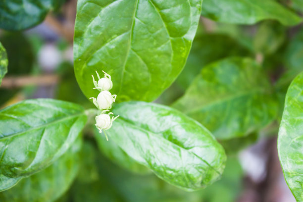 茉莉花的养殖方法和注意事项(图1)