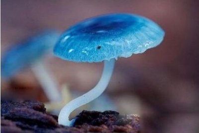 ​罕见蘑菇大观：15种罕见蘑菇，你一定没见过