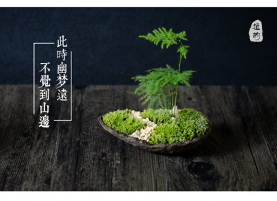 ​文竹的养殖方法和注意事项（图）