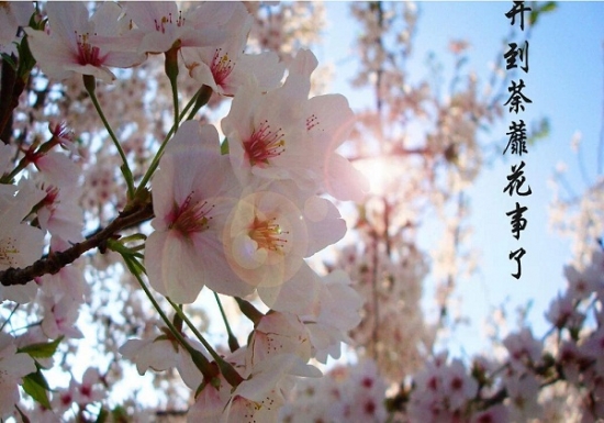 8种你可能知道的花，却不一定知道的故事(图5)
