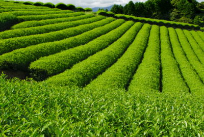 ​西双版纳州茶园病虫害绿色防控技术 茶园怎么管理好