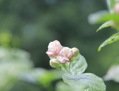 ​茉莉花的花语是什么？忠贞不移的爱情