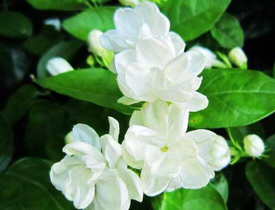 茉莉花的花语是什么？忠贞不移的爱情(图5)