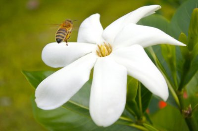 ​栀子花的养殖方法和注意事项