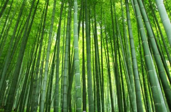 一定要看，包粽子居然可以用这些叶子(图18)