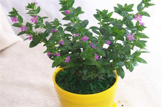 花店买的满天星怎么养，掌握4个要点可让植株长的枝繁叶茂（图）(图4)
