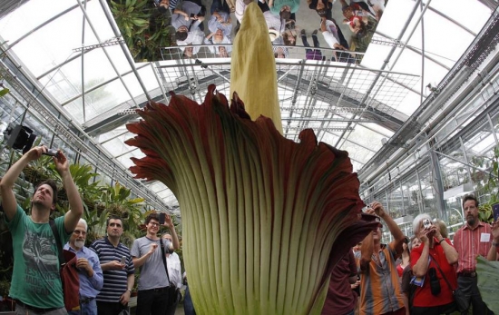 世界上最奇异的10种花(图14)