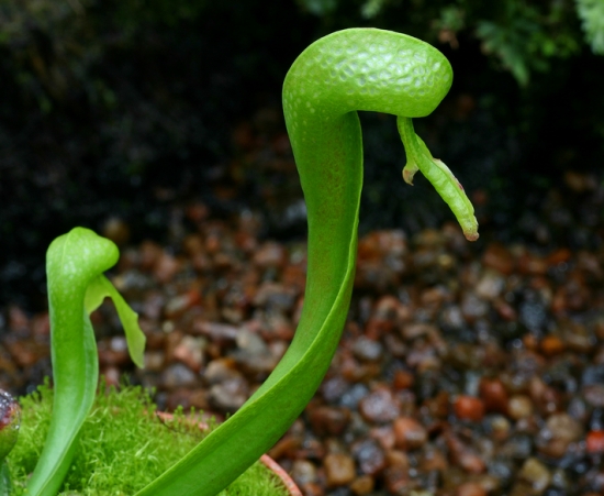 世界上最奇异的10种花(图11)