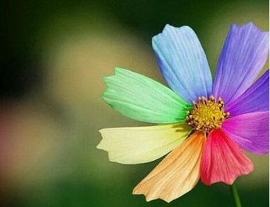 ​七色花真的存在吗：七色花只是人们社稷出来的一种事物，表达人们对美好事物的