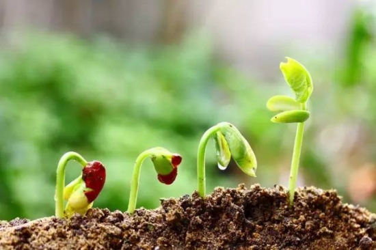 植物缺肥症状及对应的花肥沤制方法：薄肥淡施(图2)