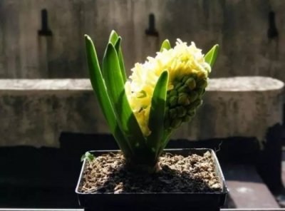​植物缺肥症状及对应的花肥沤制方法：薄肥淡施