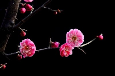 ​冬天的花：有代表性的冬季花儿|附图