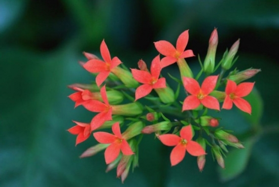 冬天的花：有代表性的冬季花儿|附图(图3)