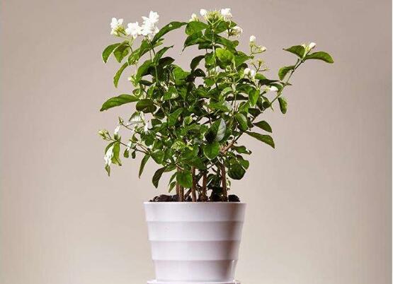 盆栽茉莉花怎么施肥，4种方法让你的茉莉花满枝头(图5)