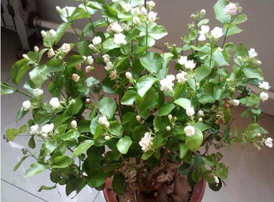 盆栽茉莉花怎么施肥，4种方法让你的茉莉花满枝头(图3)