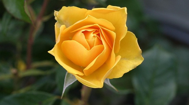 flower-113735_640.jpg