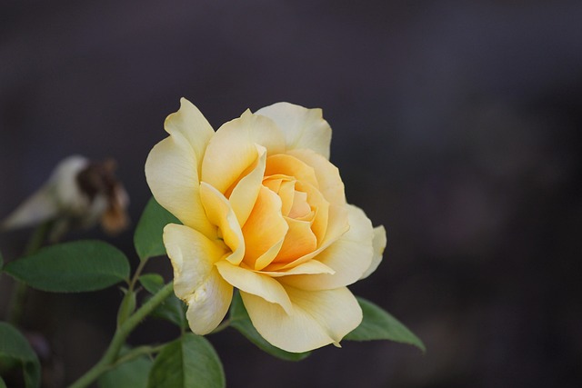rose-3593112_640.jpg