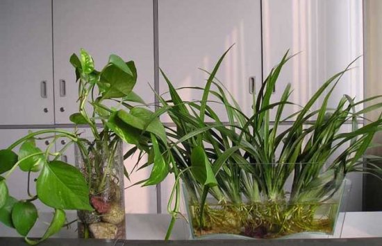 水养植物烂根的原因分析和处理方法(图1)