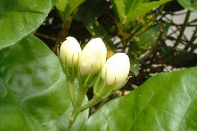 ​刚买的茉莉花掉苞是怎么回事，环境突变无法适应所致
