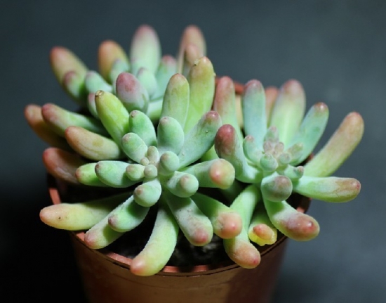 如何让植物安全过冬：观叶植物、多肉植物、水培植物各不一致(图2)