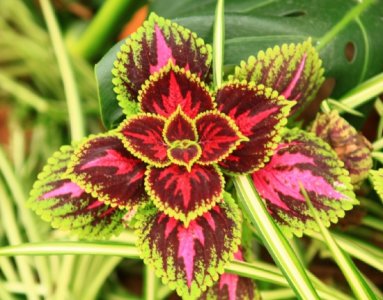 ​如何让植物安全过冬：观叶植物、多肉植物、水培植物各不一致