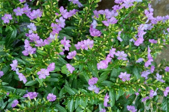 满天星干花和鲜花区别，颜色和水分不同（图）(图2)