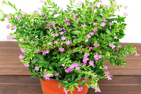 满天星干花和鲜花区别，颜色和水分不同（图）(图7)