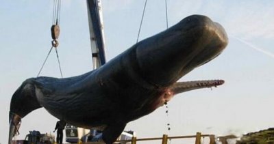 ​鲸爆该如何阻止？鲸爆进入倒计时！宁波海现滩搁浅抹香鲸尸体