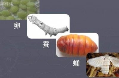 ​蚕的生长过程，蚕的生长周期（仅四十天可变成飞蛾）