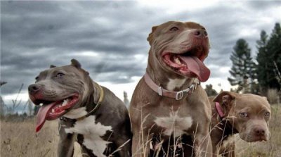 ​比特犬血统排名前五名，吉普比特犬夺得冠军