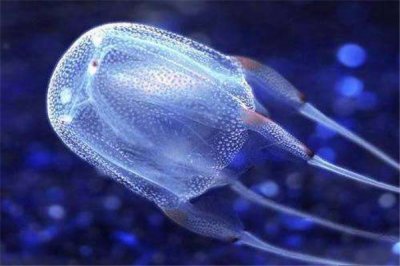 ​有哪些典范流浪型水母？这些水母颜值很高十分特殊