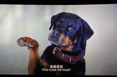 ​宠爱豪七为什么安乐死豪七最后见到自己的主人了吗