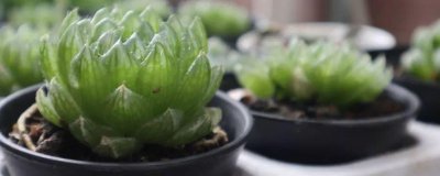 ​姬玉露夏天能换盆吗
