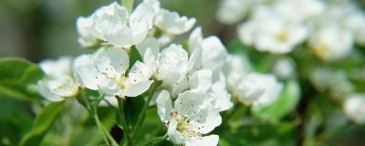 ​茉莉花开多久