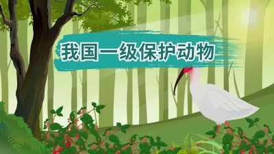 ​一级保护动物有哪些（国家一级保护动物名单）