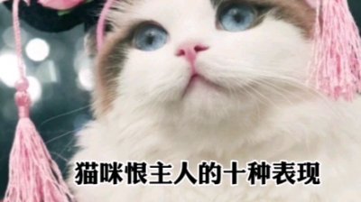​猫咪恨主人的十种表现（猫咪讨厌主人的表现）