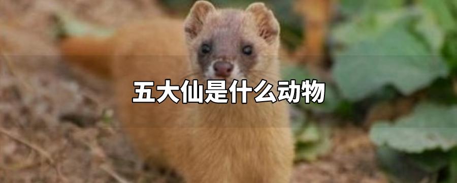 东北五仙是哪五个动物，东北五仙指的是什么 