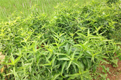 ​鳄嘴花哪些人不能吃 高血压的人可以吃鳄嘴花吗