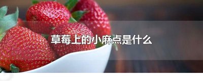 ​草莓上的小麻点儿是什么（草莓上的小麻点的作用）