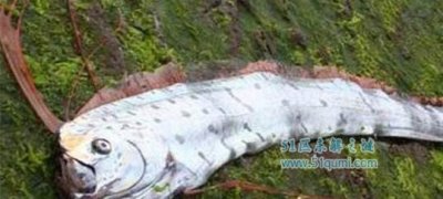 ​白龙王鱼:深海之中的猛烈鱼类 是恐惧传闻中的海怪吗?