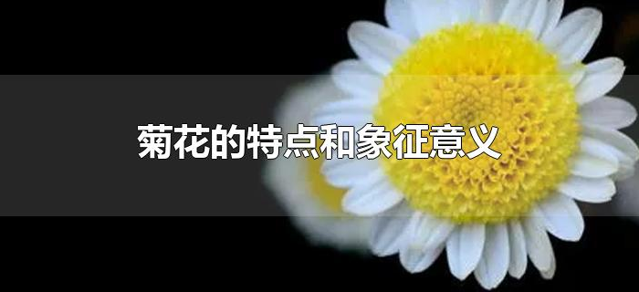 菊花的特点和象征意义 菊花的特点和象征意义