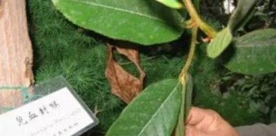 ​盘古睹血封喉的剧毒药物你都了解几种?