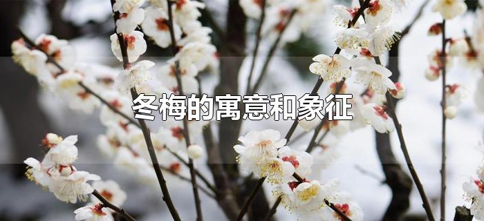 冬梅的寓意和象征 冬梅的寓意和象征