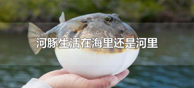 ​河豚生活在海里还是河里（河豚在海里面还是在河里面生活）