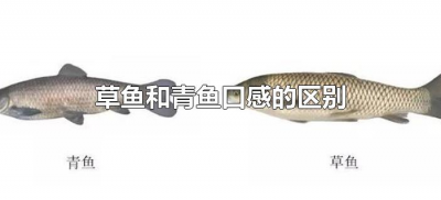 ​草鱼和青鱼口感的区别（青鱼和草鱼有什么区别哪个好吃）