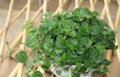 ​植物听音乐有什么用处（植物听音乐有什么好处）