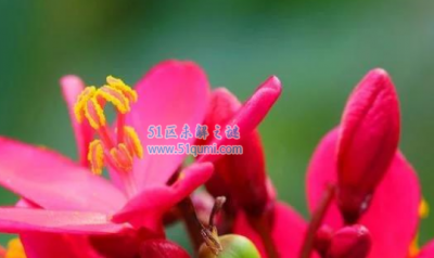 ​中国花期最长的花:日日樱终年启花